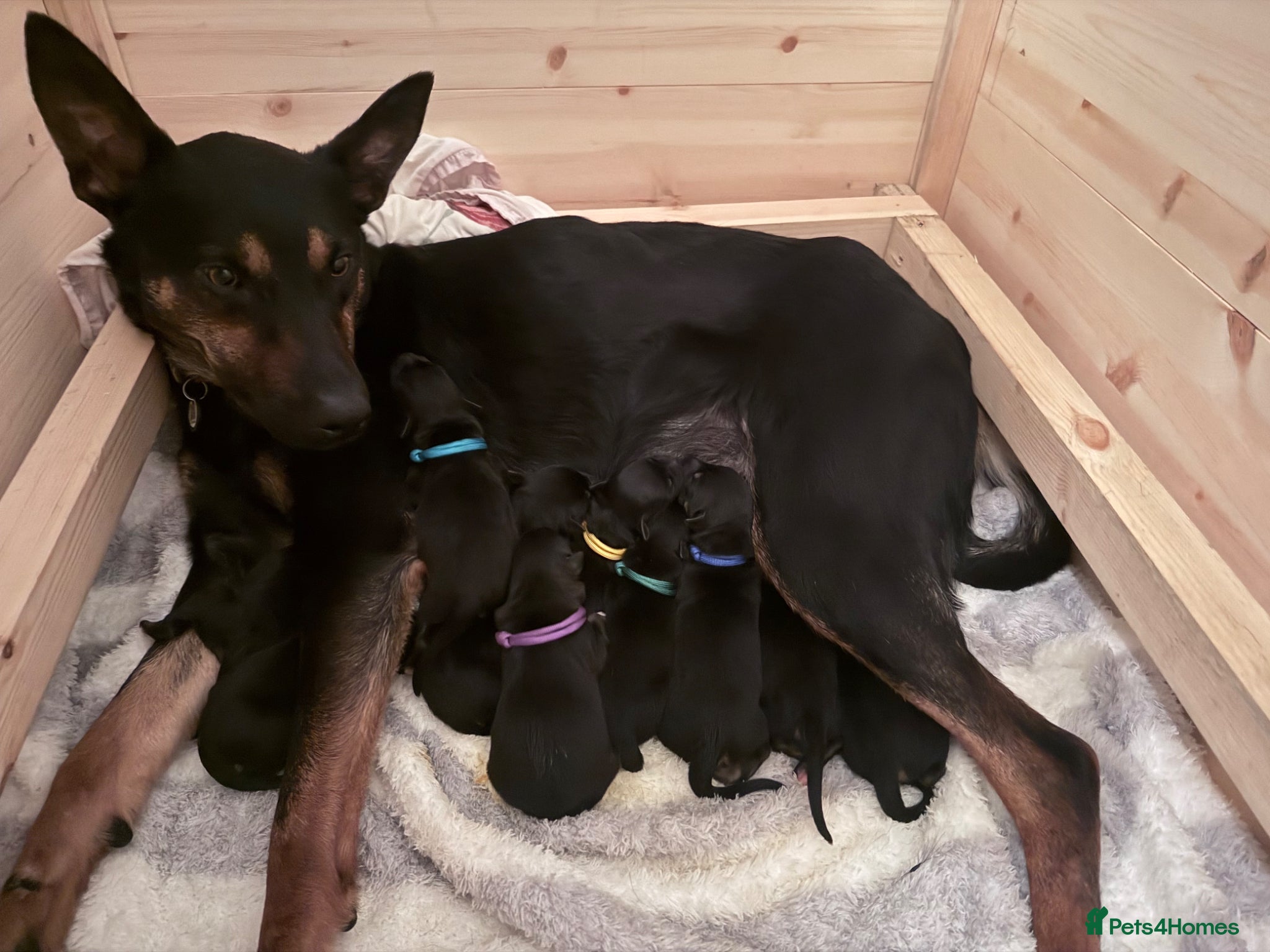 Mixed Breed dogs Beautiful litter of 10 puppies - Advert 3