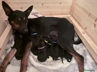 Mixed Breed dogs Beautiful litter of 10 puppies - Advert 4