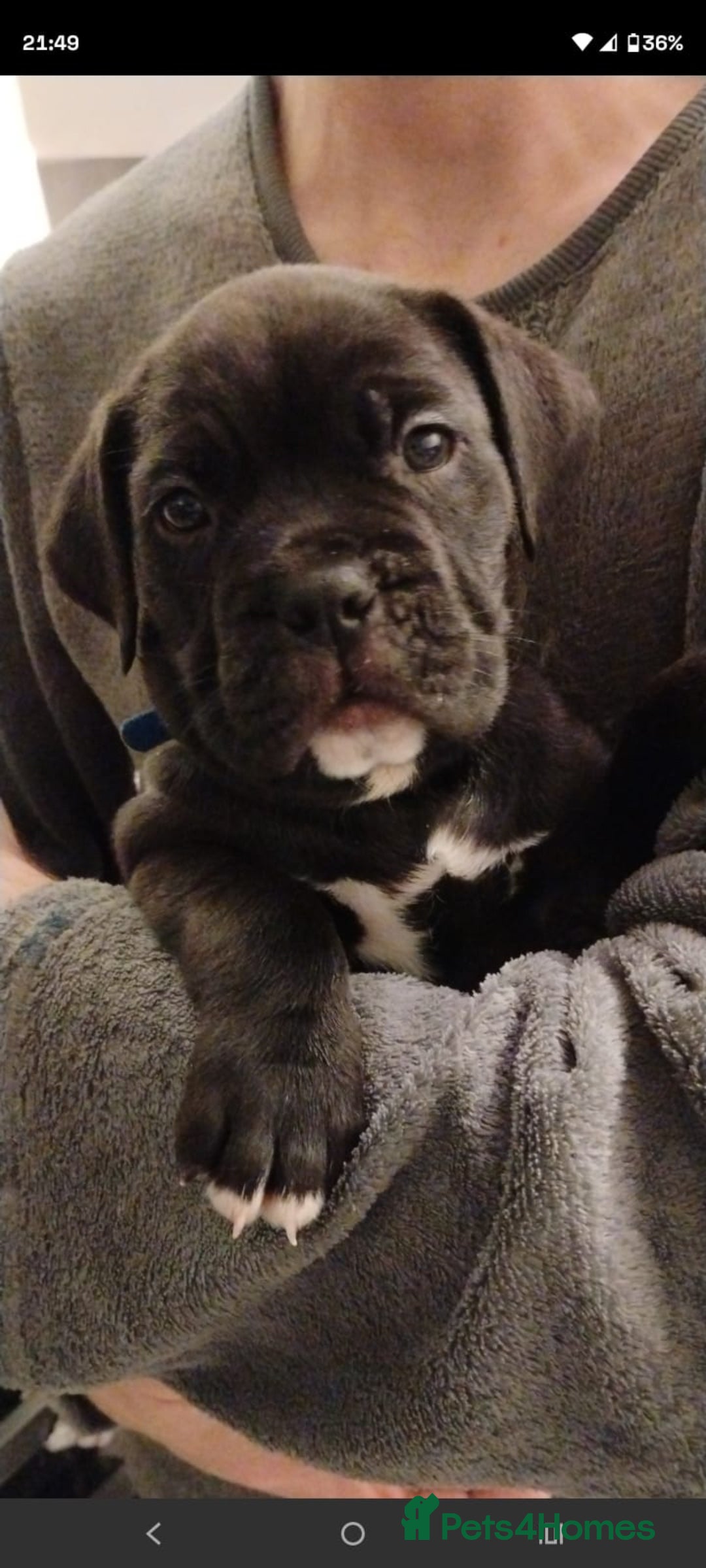 Mixed Breed dogs for sale: Cane Corso cross American bulldog puppy's  - Advert 15