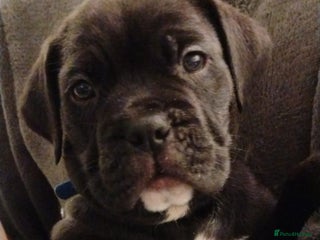 Mixed Breed dogs Cane Corso cross American bulldog puppy's - Advert 2