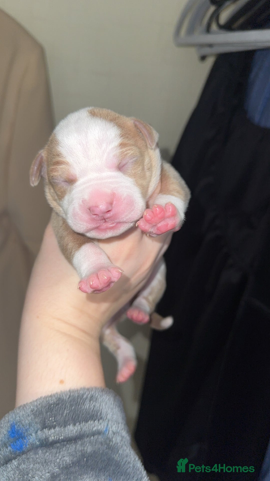 Mixed Breed dogs for sale: Standard bully cross breed - Advert 1