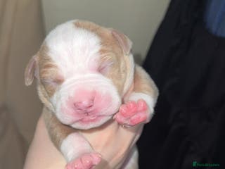 Mixed Breed dogs Standard bully cross breed - Advert 5