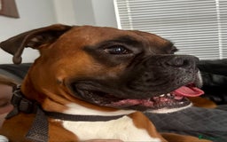 Boxer dogs for sale: A Second Chance for a Gentle Boxer - Advert 26