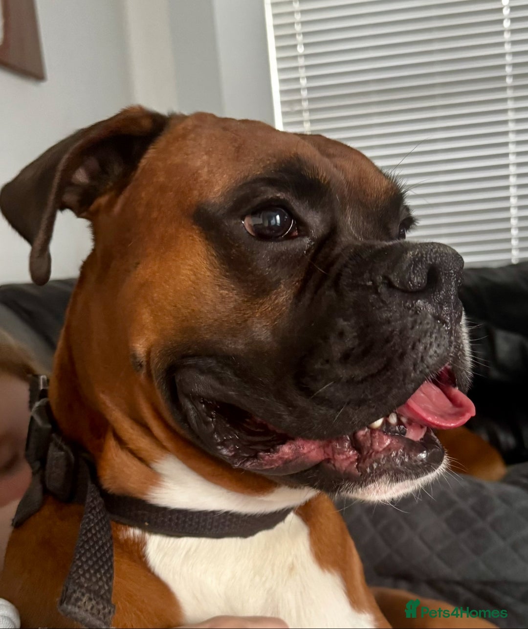Boxer dogs for sale: A Second Chance for a Gentle Boxer - Advert 26