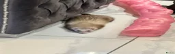 Ferret rodents for sale: One year old female Jill Sushi, for rehoming.  in Romford - Advert 4