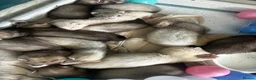 Ferret rodents for sale: Silver & Sable Kits Available Now  - Advert 7