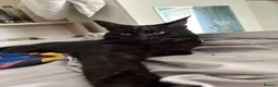 Mixed Breed cats for sale: Maine Coon cross Black European Cat - Advert 4