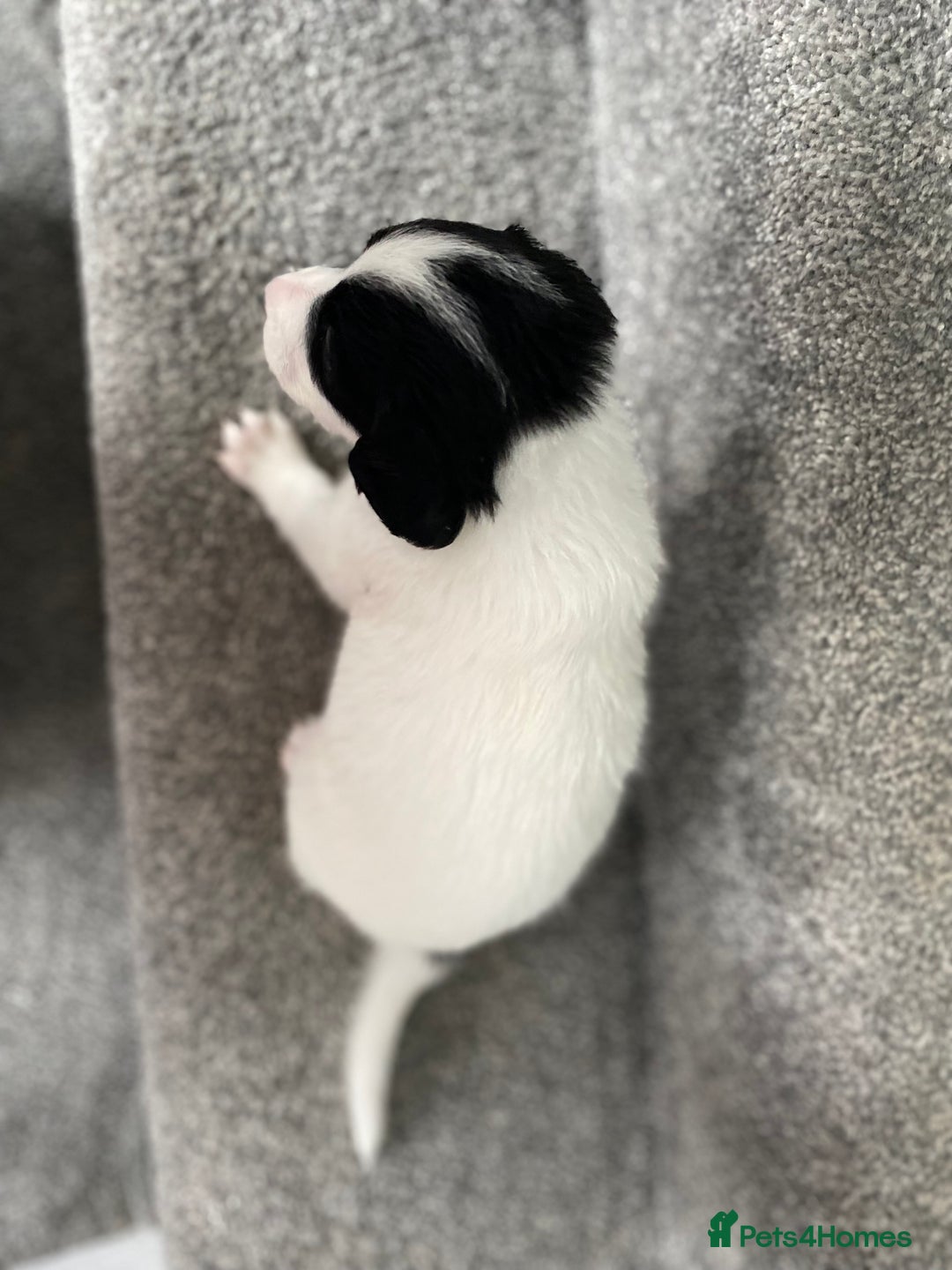 Mixed Breed dogs for sale: Cocker collie cross  - Image 29