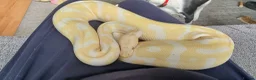 Python Snake reptiles for sale: 7 year old albino ball python friendly  in Watford - Advert 1