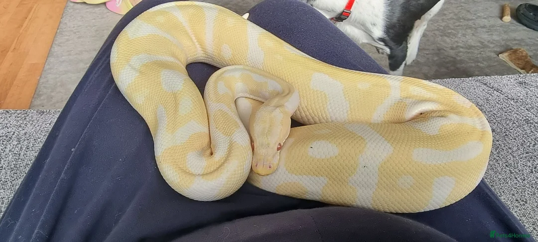 Python Snake reptiles for sale: 7 year old albino ball python friendly  in Watford - Advert 1