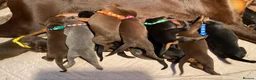 Dobermann dogs for sale: KC REGISTERED DOBERMAN PUPS - Advert 22