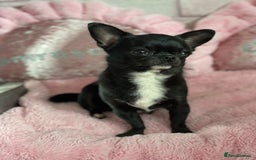 Chihuahua dogs for stud: 2 Super Tiny KC Chihuahua STUDs (Father and son) in Peterborough - Image 11