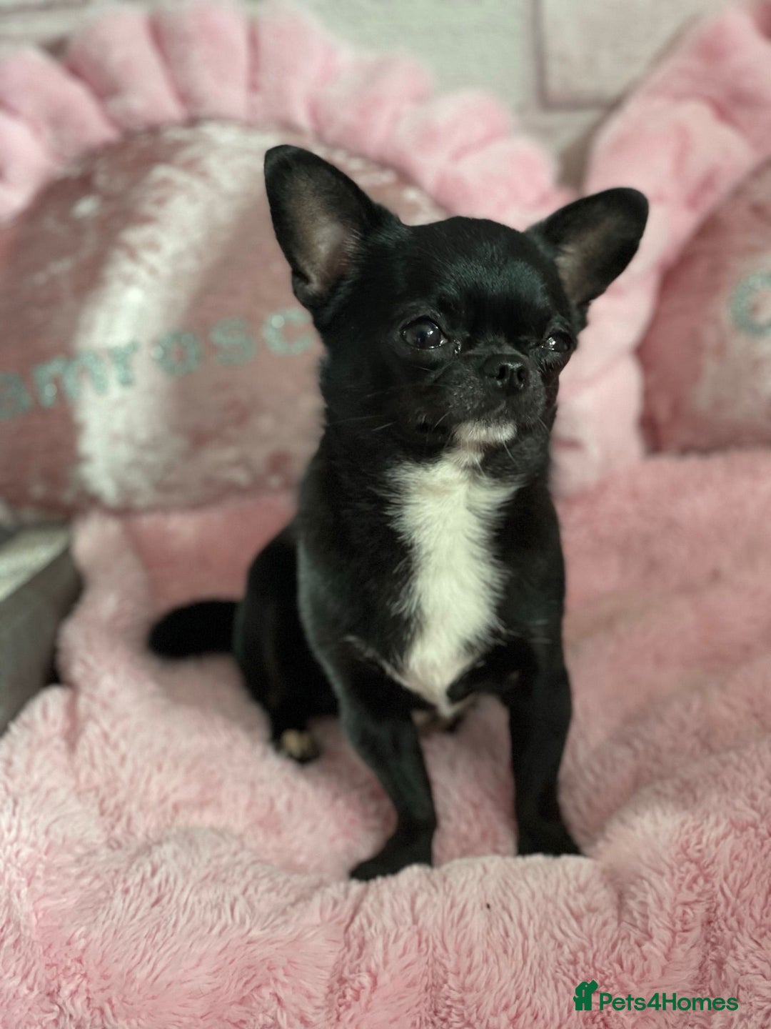 Chihuahua dogs for stud: 2 Super Tiny KC Chihuahua STUDs (Father and son) in Peterborough - Image 11
