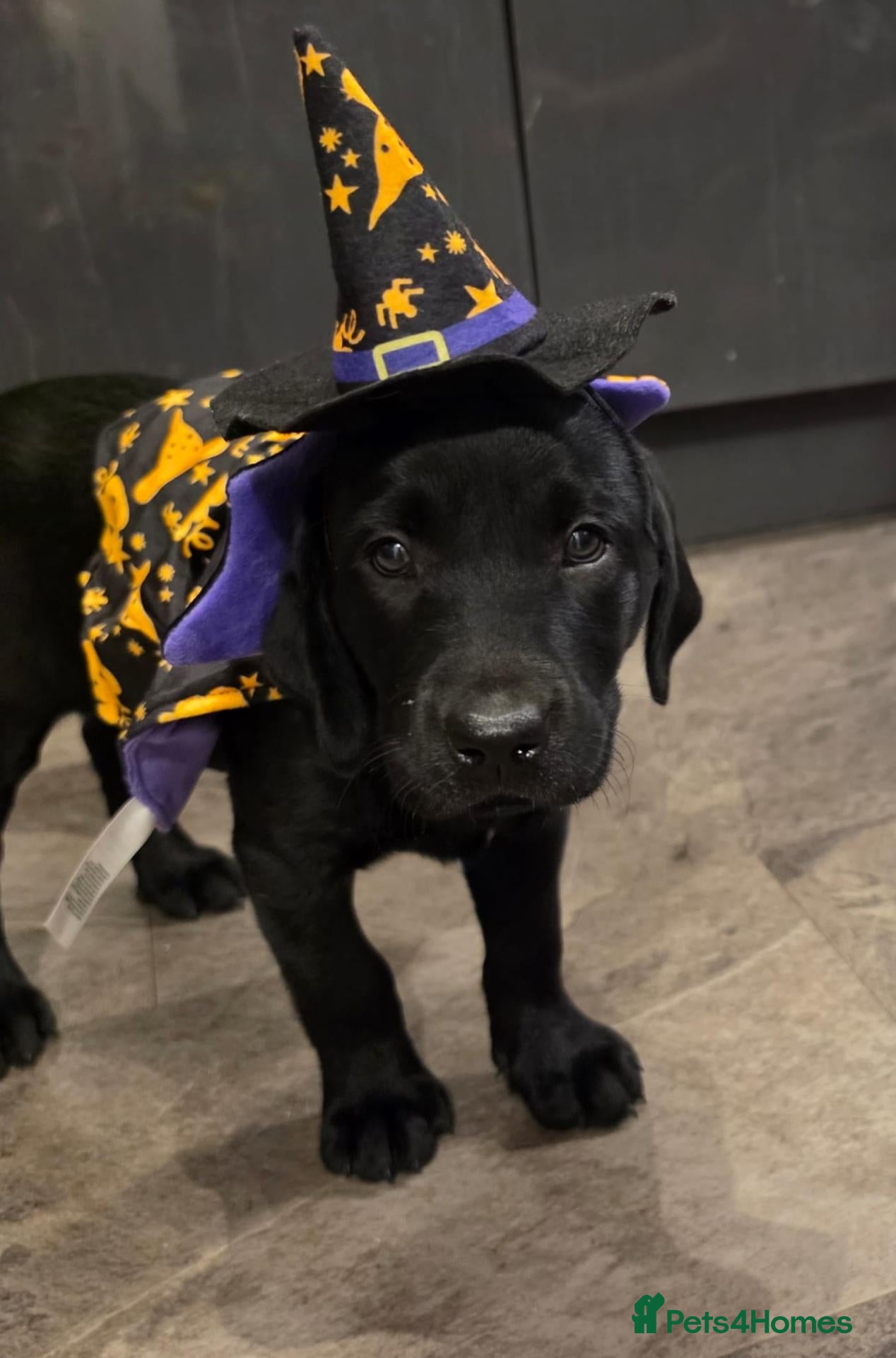 Labrador Retriever dogs 1 Left - Black Labrador Puppy KC Registered - Advert 1