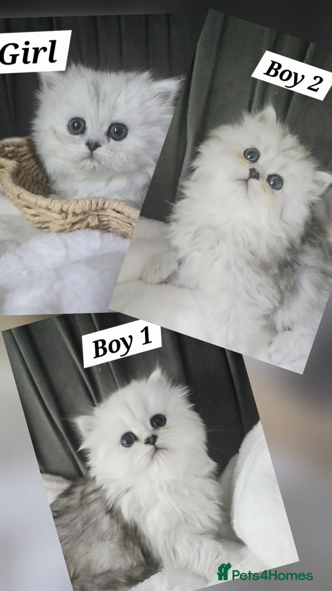 Persian cats for sale: Beautiful chinichilla babies ❤️ - Advert 1