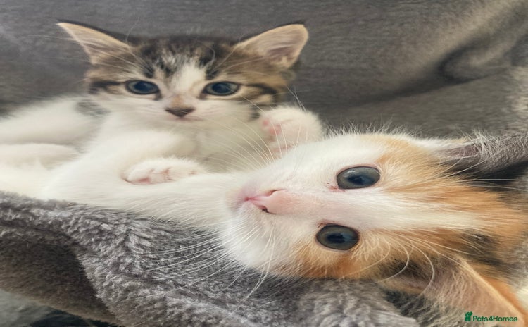 Domestic Shorthair cats - Advert 1