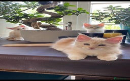 Maine Coon cats for sale:  XL Mainecoon boys. Fun, intelligent, home raised. - Image 35
