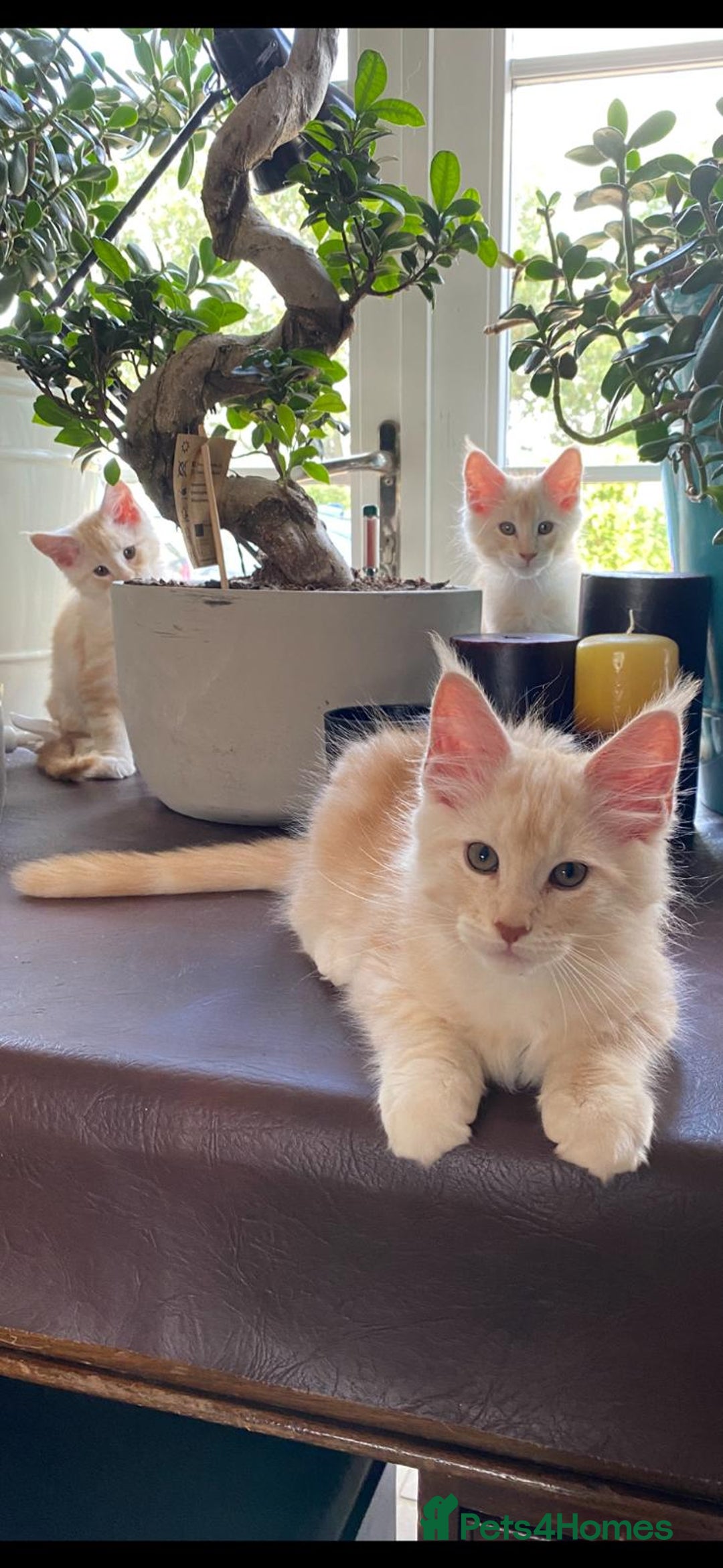 Maine Coon cats for sale:  XL Mainecoon boys. Fun, intelligent, home raised. - Image 35