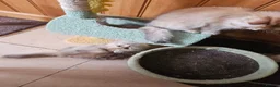 British Shorthair cats for sale: 😻British golden short/longhair adolesent kitten😻 - Advert 3