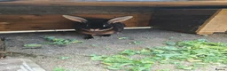 Rex rabbits for sale: Black Rex otter in Bishop Auckland - Advert 3
