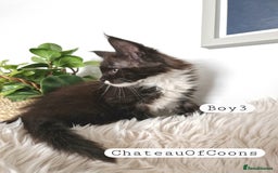 Maine Coon cats for sale: Stunning Black Smoke Registred Maine Coon Kittens - Image 12