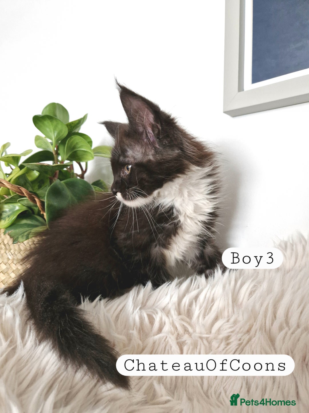 Maine Coon cats for sale: Stunning Black Smoke Registred Maine Coon Kittens - Image 12
