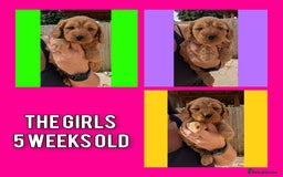 Cockapoo dogs for sale: 1 x Beautiful Red Cockerpoo Pup For Sale - Image 7