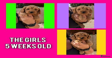 Cockapoo dogs - Advert 8