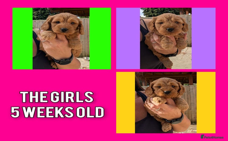 Cockapoo dogs - Advert 16