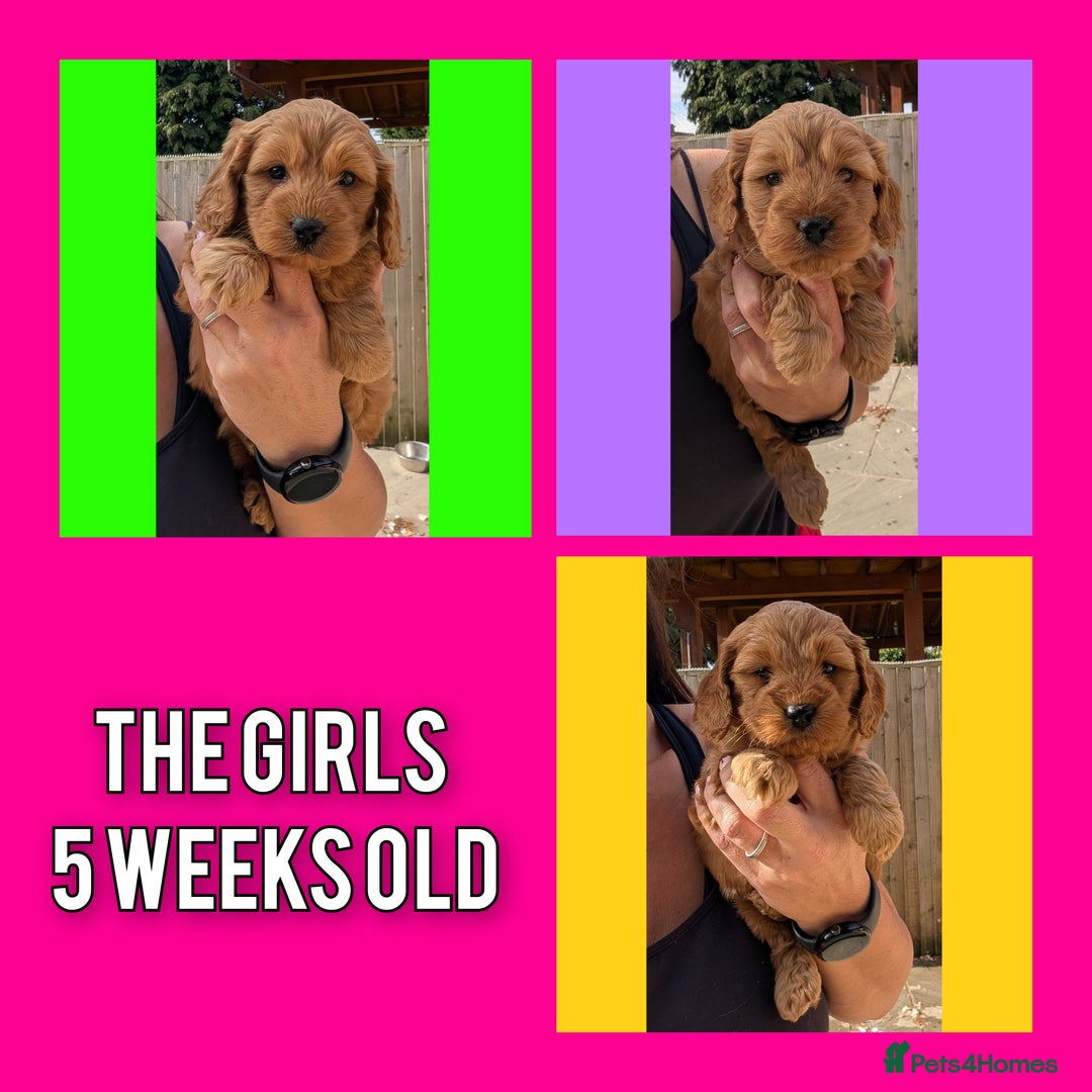 Cockapoo dogs for sale: 1 x Beautiful Red Cockerpoo Pup For Sale - Image 7
