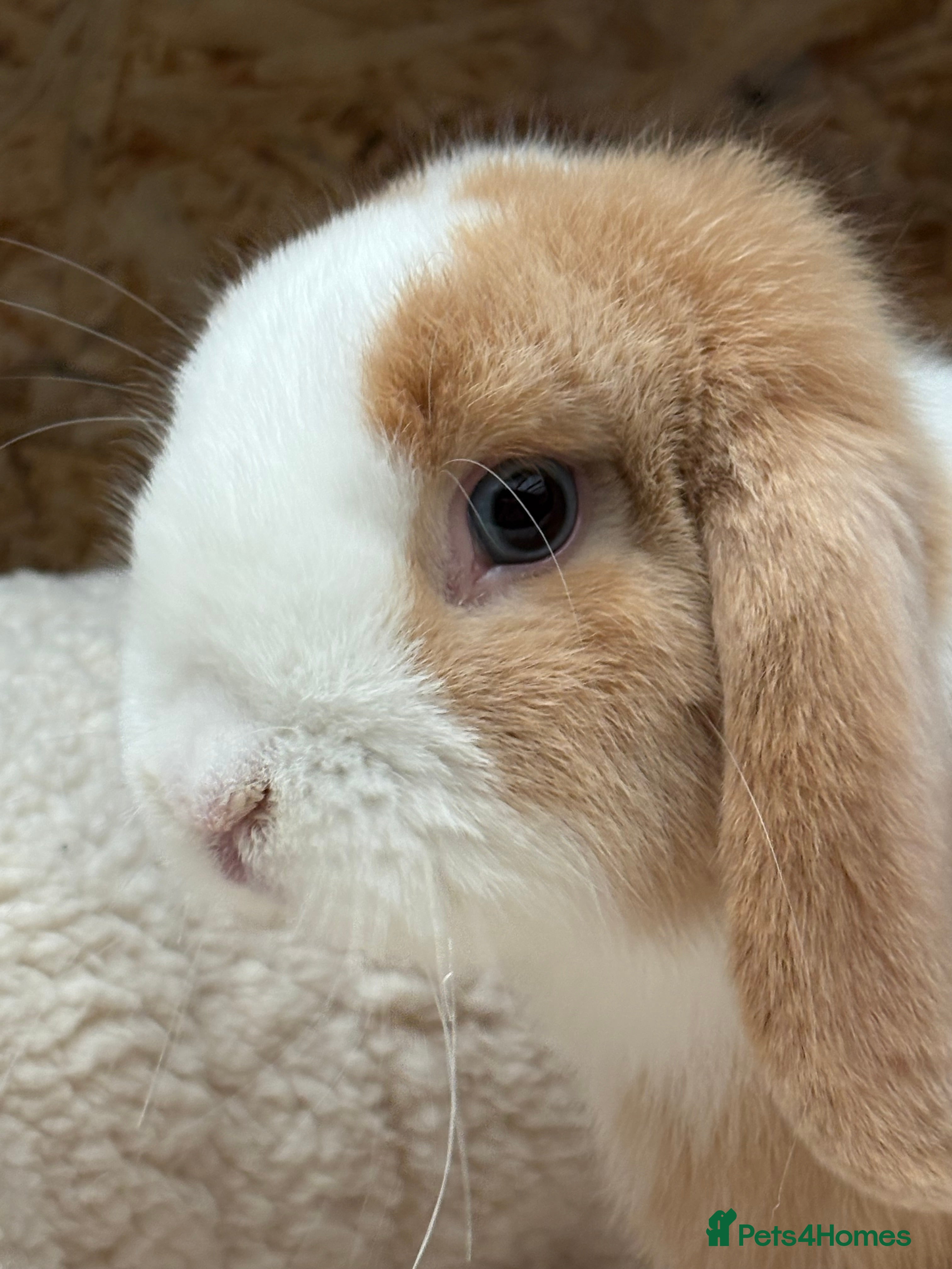Mini Lop rabbits Stunning friendly boy, showline mini lop - Advert 17