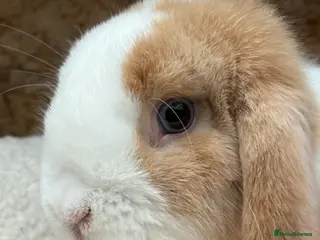 Mini Lop rabbits Stunning friendly boy, showline mini lop - Advert 3