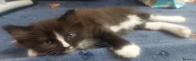 Mixed Breed Kitten 1