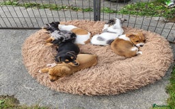 Jack Russell dogs for sale: Merle, red, black and tan JRT puppies in Carmarthen - Image 2