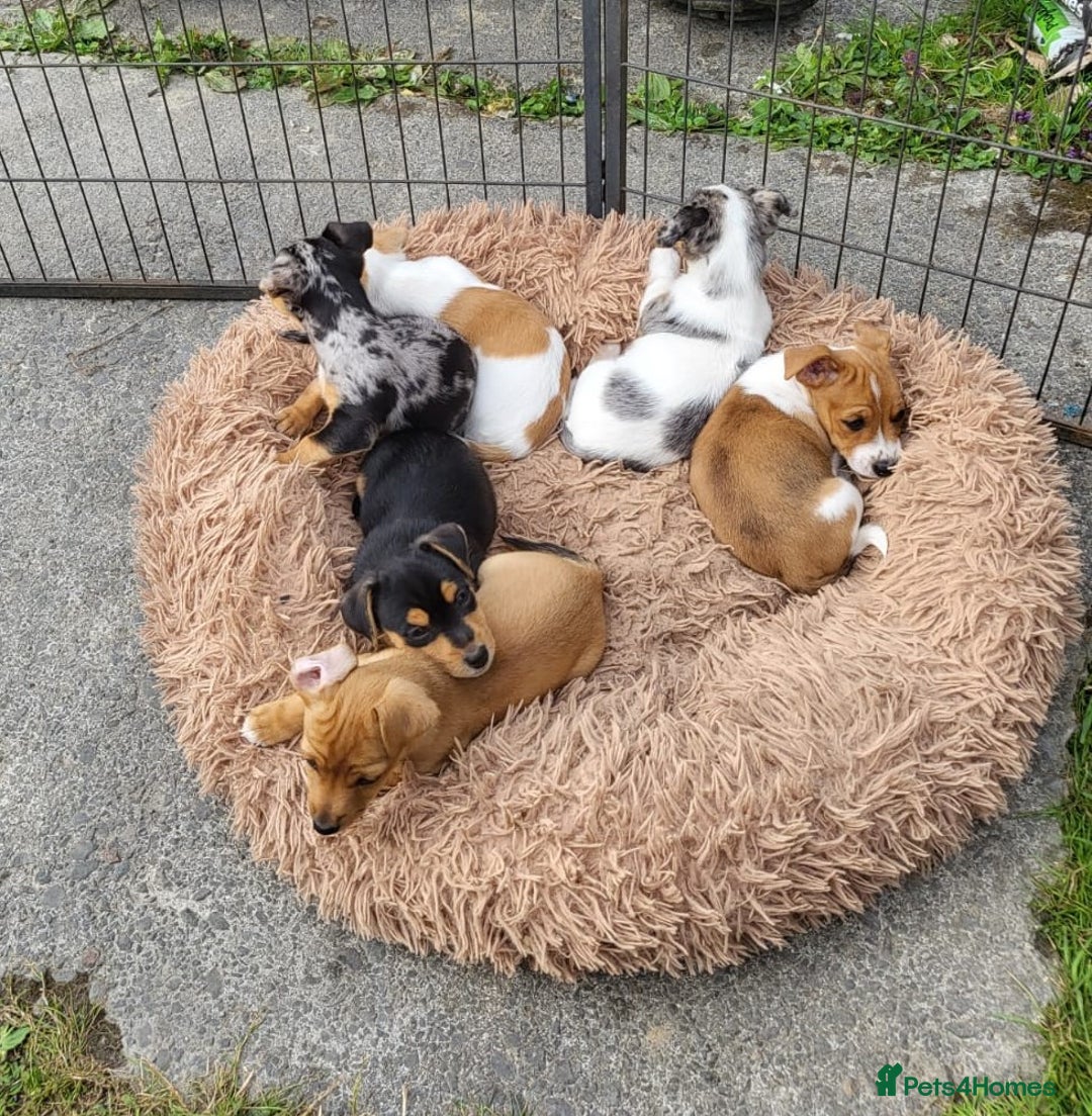 Jack Russell dogs for sale: Merle, red, black and tan JRT puppies in Carmarthen - Image 2