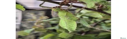 Mixed Breed invertebrates for sale: Live stick insects and eggs - Advert 5