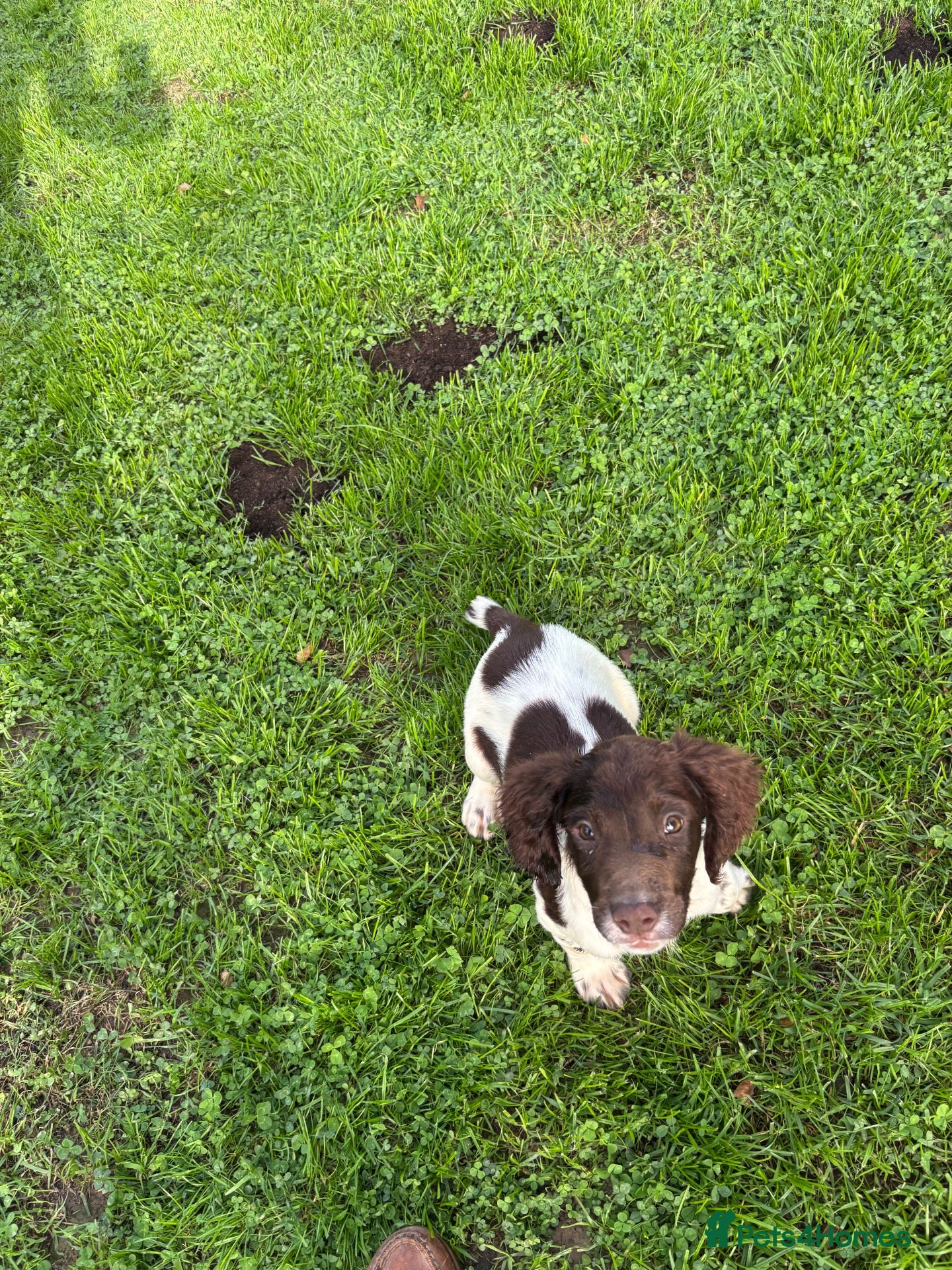 English Springer Spaniel dogs Kc springer spaniel Dog pup  - Advert 1