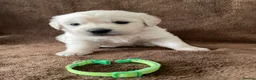 Golden Retriever dogs for sale: 7 Beautiful Golden retriever puppies  - Advert 3
