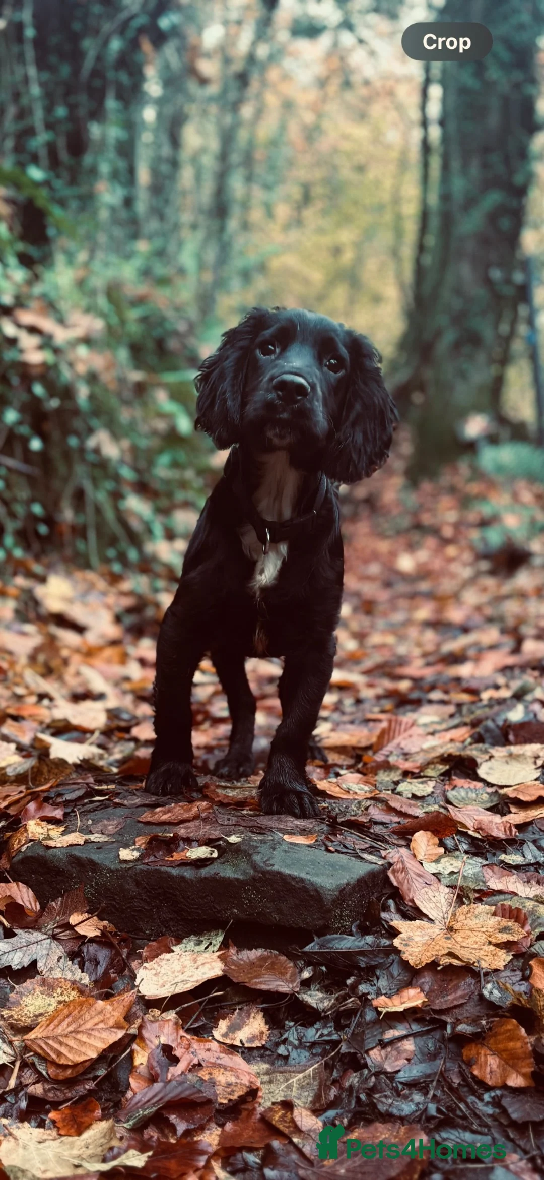 Sprocker dogs for sale: F1 Sprocker male 1 year old black and white  in Monmouth - Advert 2