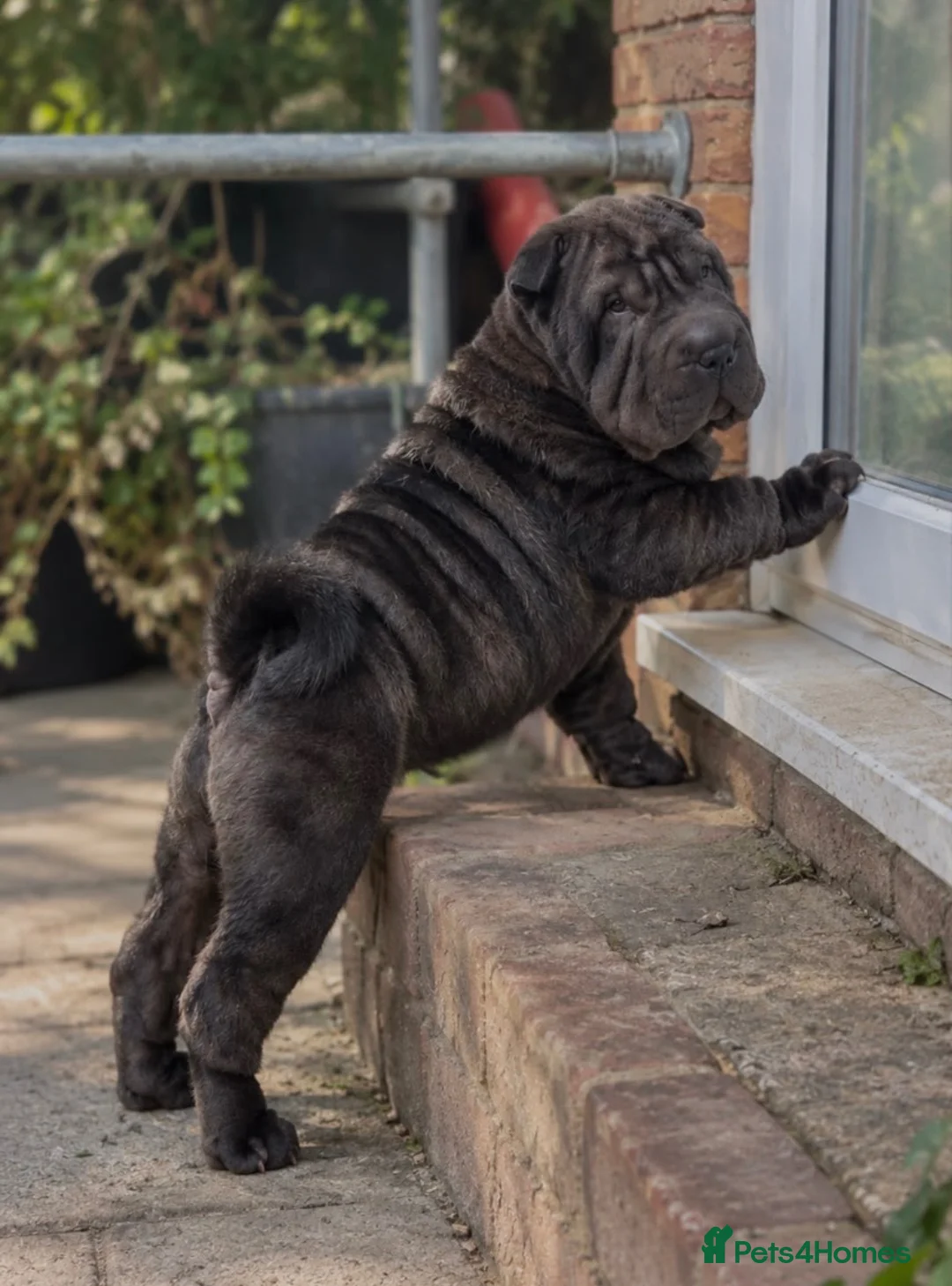 Shar Pei dogs for sale: Beautiful shar pei boy ready for his new home🐾 in Aylesbury - Advert 3