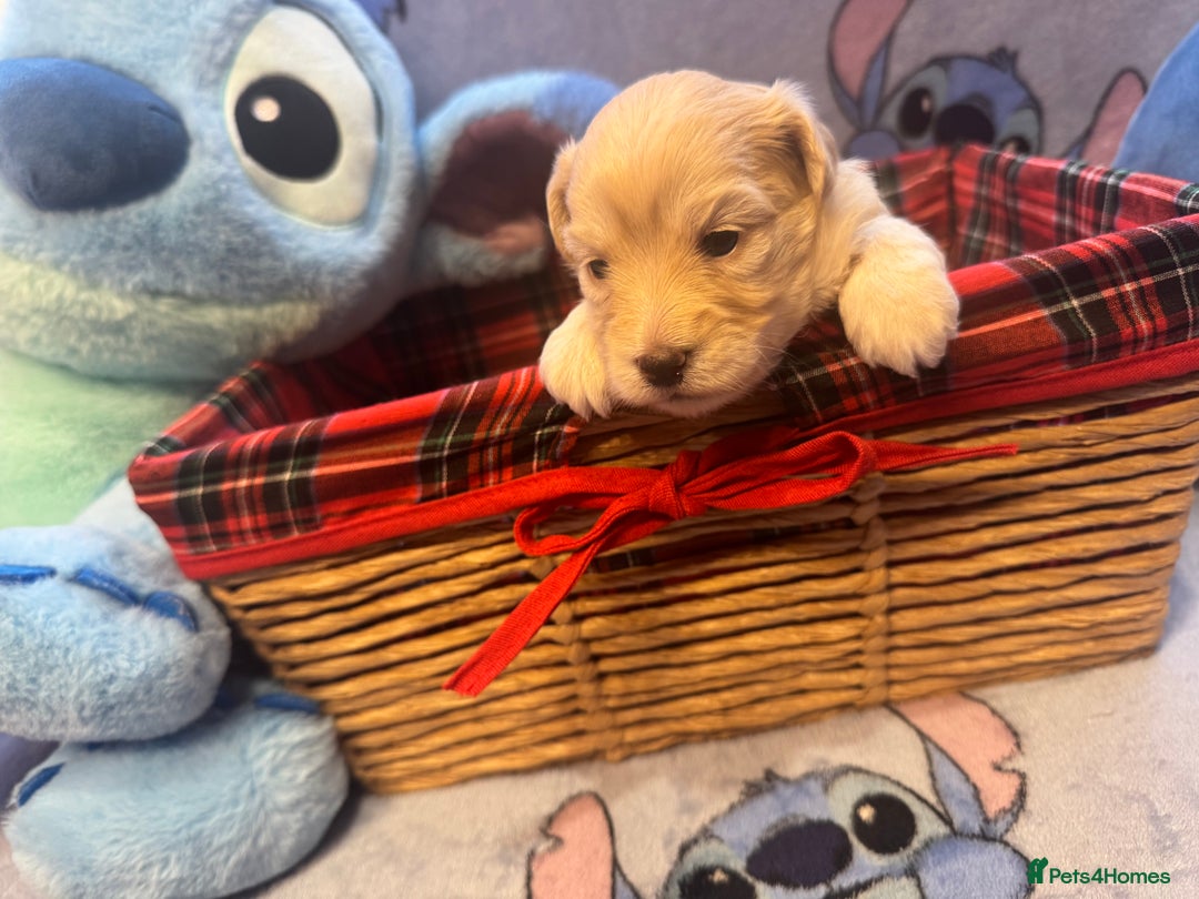 Maltipoo dogs for sale: Fluffballs of Joy 🐾💛 ready to melt your heart! - Image 12