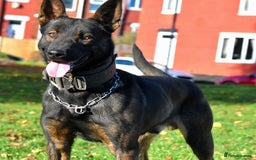 Mixed Breed dogs for sale: Bullherders top working lines  - Advert 26