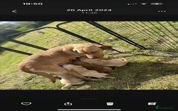 Labrador Retriever dogs for sale: Gorgeous lab pups for new homes💙🩷 - Image 8