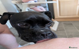 Boxer dogs for sale: Sealed Bridle Boxer Puppy - Image 2