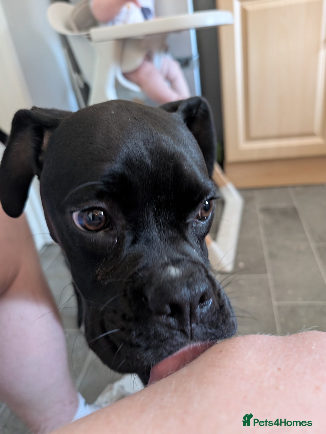Boxer dogs for sale: Sealed Bridle Boxer Puppy - Image 2