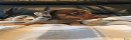 Miniature Dachshund dogs for sale: True miniature dachshunds - Advert 14