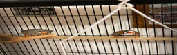 Finches birds for sale: zebra finches - Advert 4