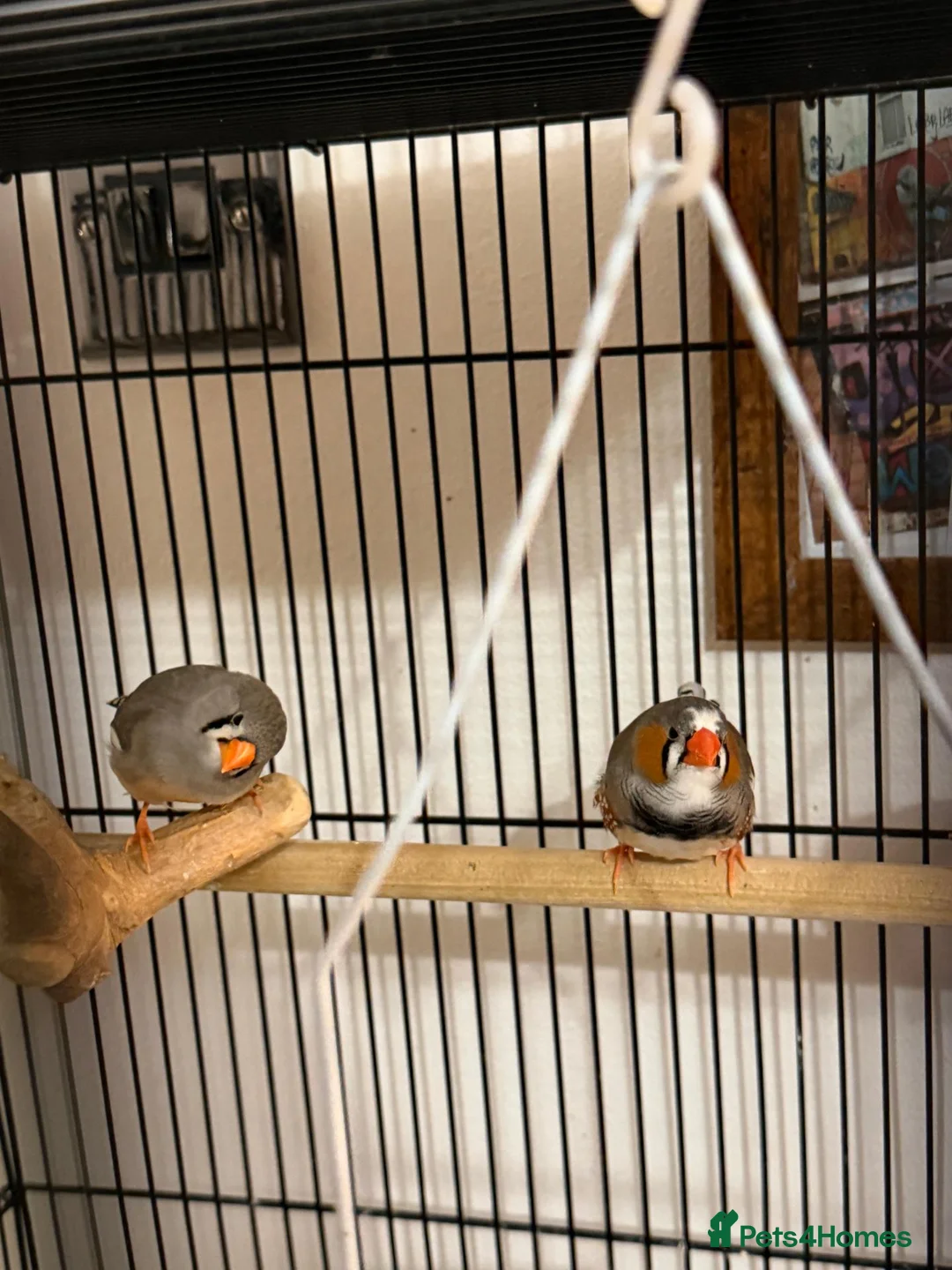 Finches birds for sale: zebra finches - Advert 4