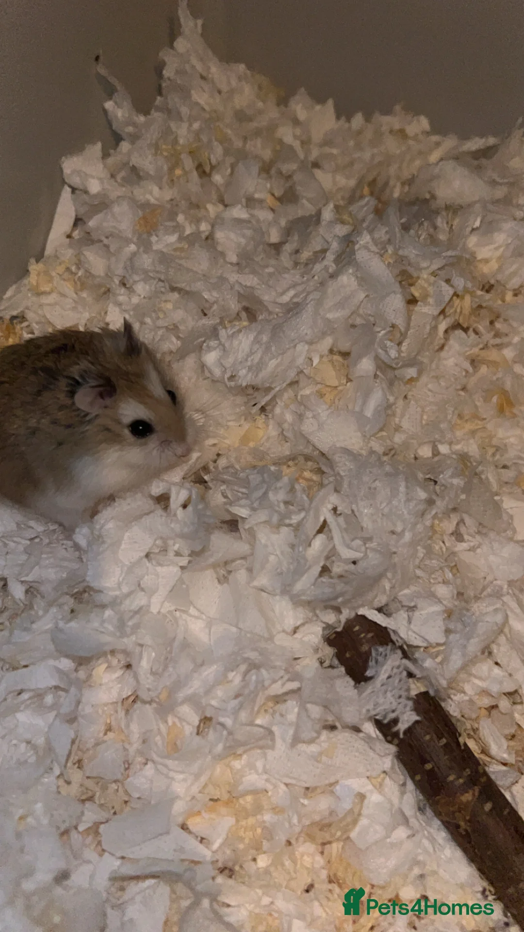 Hamster rodents for sale: Male roborovski hamster - Advert 2