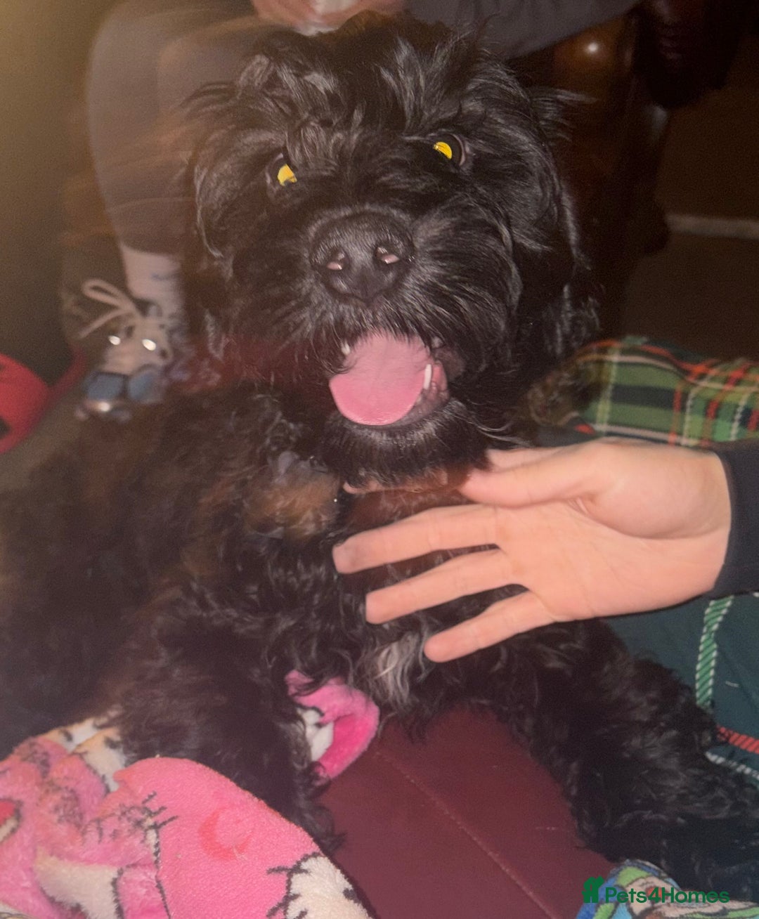 Cockapoo dogs for sale: Male cockapoo for sale 🐶 - Advert 2